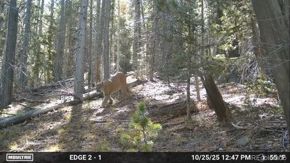 Lot 3427 Grojean Drive Fort Garland, CO 81133