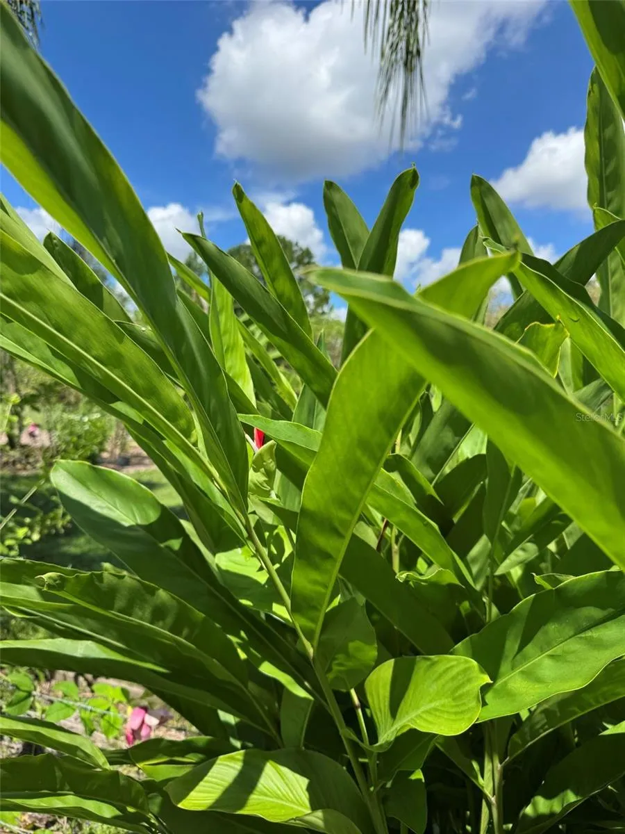 MECCA HAMMOCK TRAIL Sanford, FL 32773