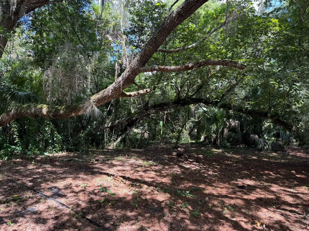 MECCA HAMMOCK TRAIL Sanford, FL 32773