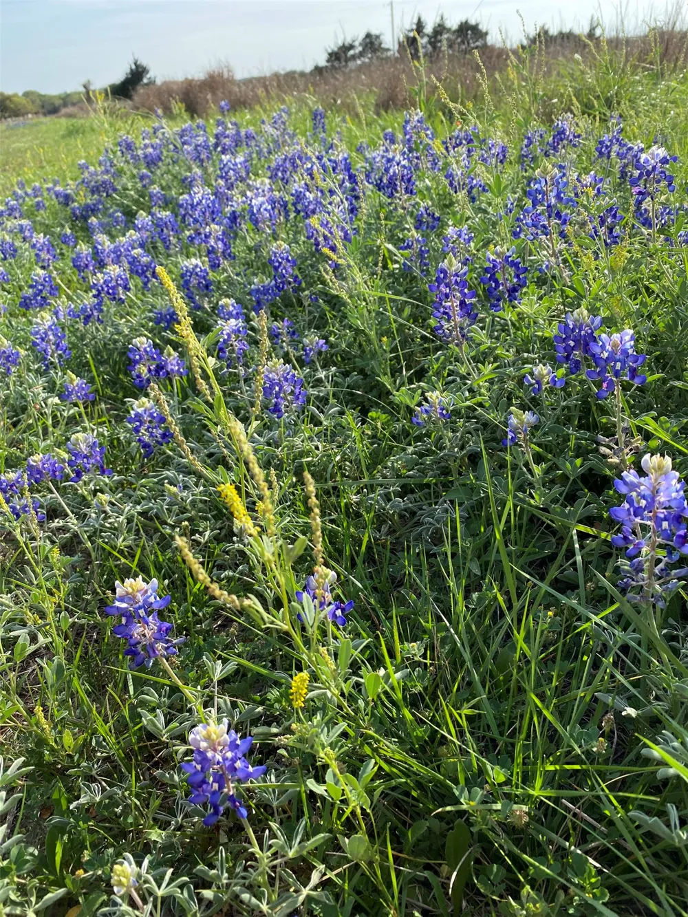 7194 Goehring Rd Road Ledbetter, TX 78946