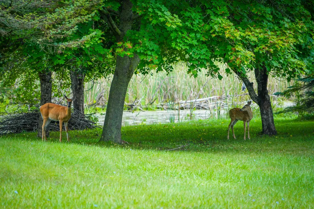 5260 Hockaday Road Gladwin, MI 48624
