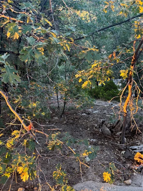 1 Crest Forest
