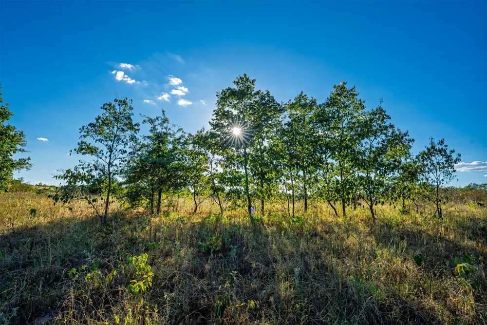 33 4256 ROAD Checotah, OK 74426