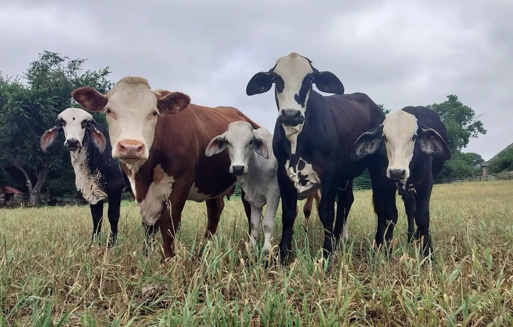 Briar Road Azle, TX 76020