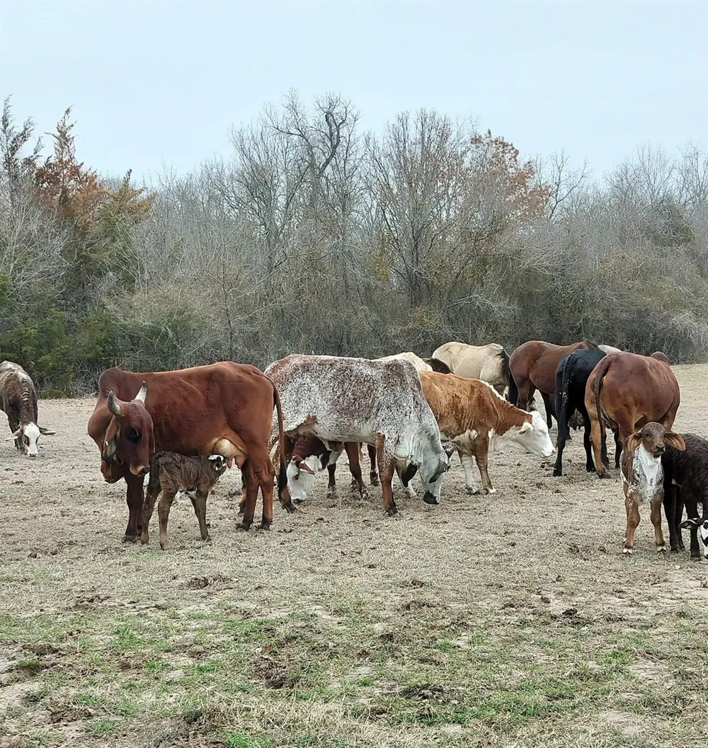 Briar Road Azle, TX 76020