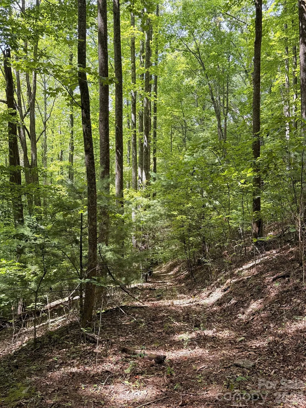7777 Saw Branch Road Candler, NC 28715
