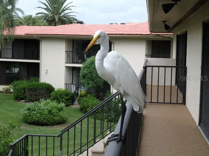 6462 WILD OAK BAY BOULEVARD #244 Bradenton, FL 34210