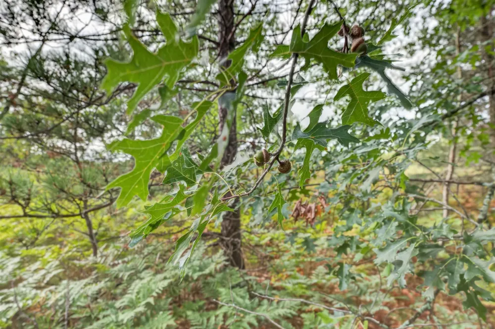 6207 Gonyer Road SW Springfield Township, MI 49633