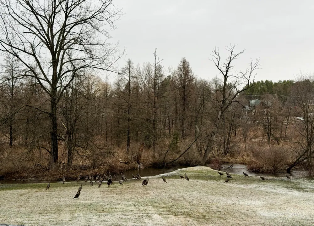 5061 Egypt Valley Avenue NE Cannon Township, MI 49306