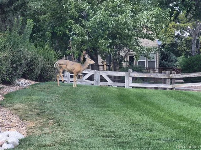 3205 Coyote Hills Court Castle Rock, CO 80109