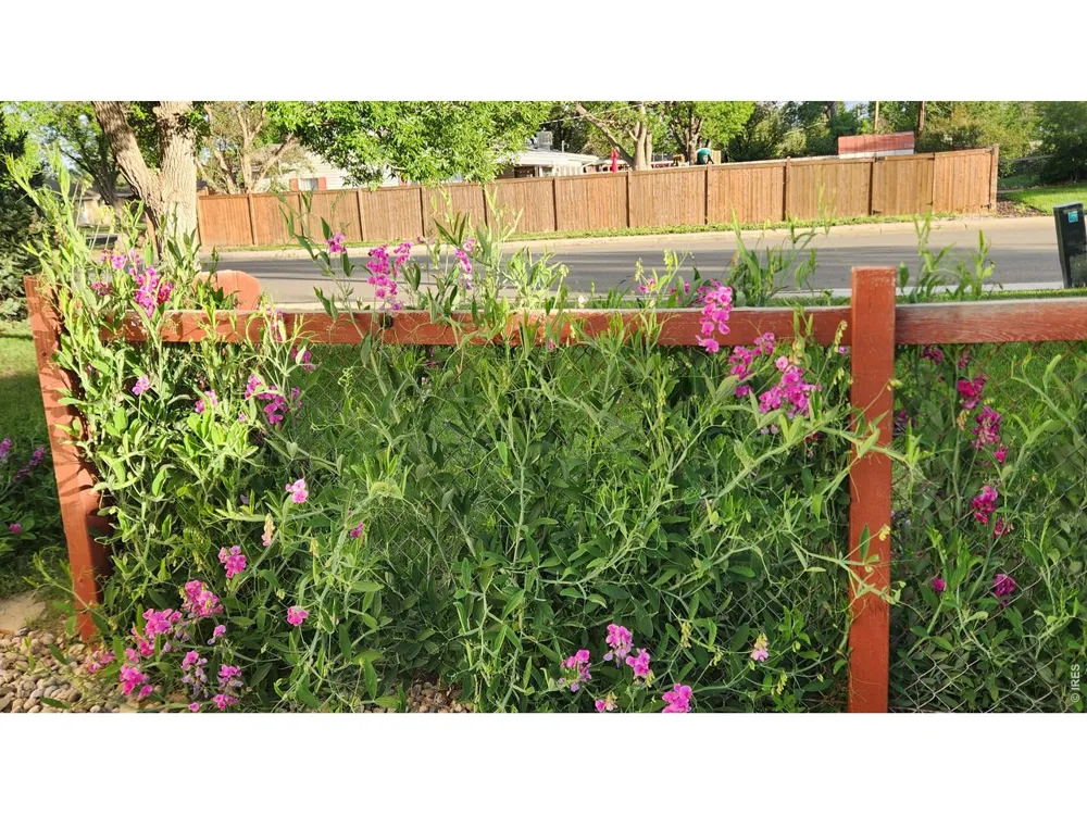 521 W 33rd Street Loveland, CO 80538
