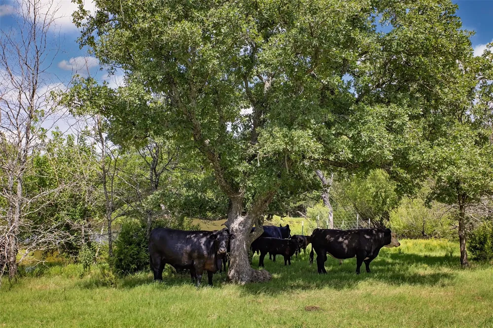 578 County Road 134 Gainesville, TX 76240