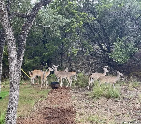 713 Firefly Dr Canyon Lake, TX 78133