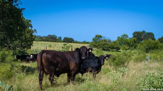 9978 hay spring Fredonia, TX 76842