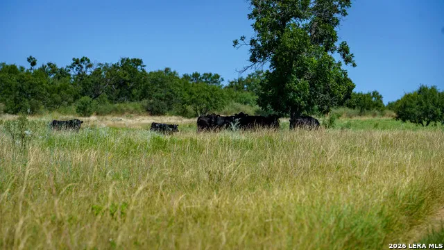 9978 hay spring Fredonia, TX 76842