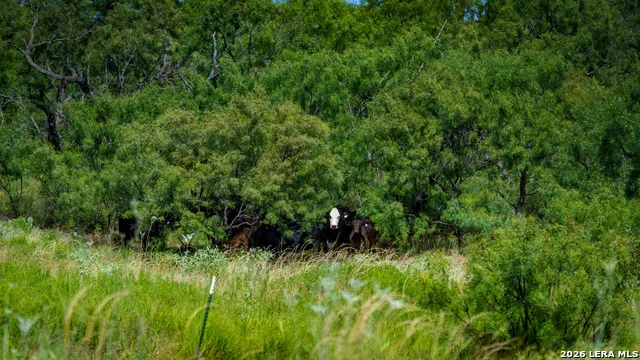 9978 hay spring Fredonia, TX 76842