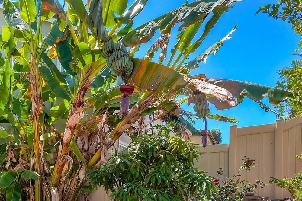 629 Amarra Lane Vista, CA 92083