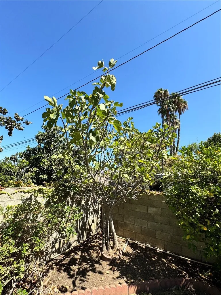 517 Lemon Redlands, CA 92374