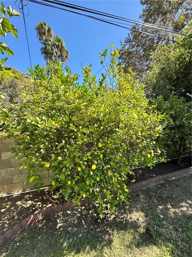 517 Lemon Redlands, CA 92374