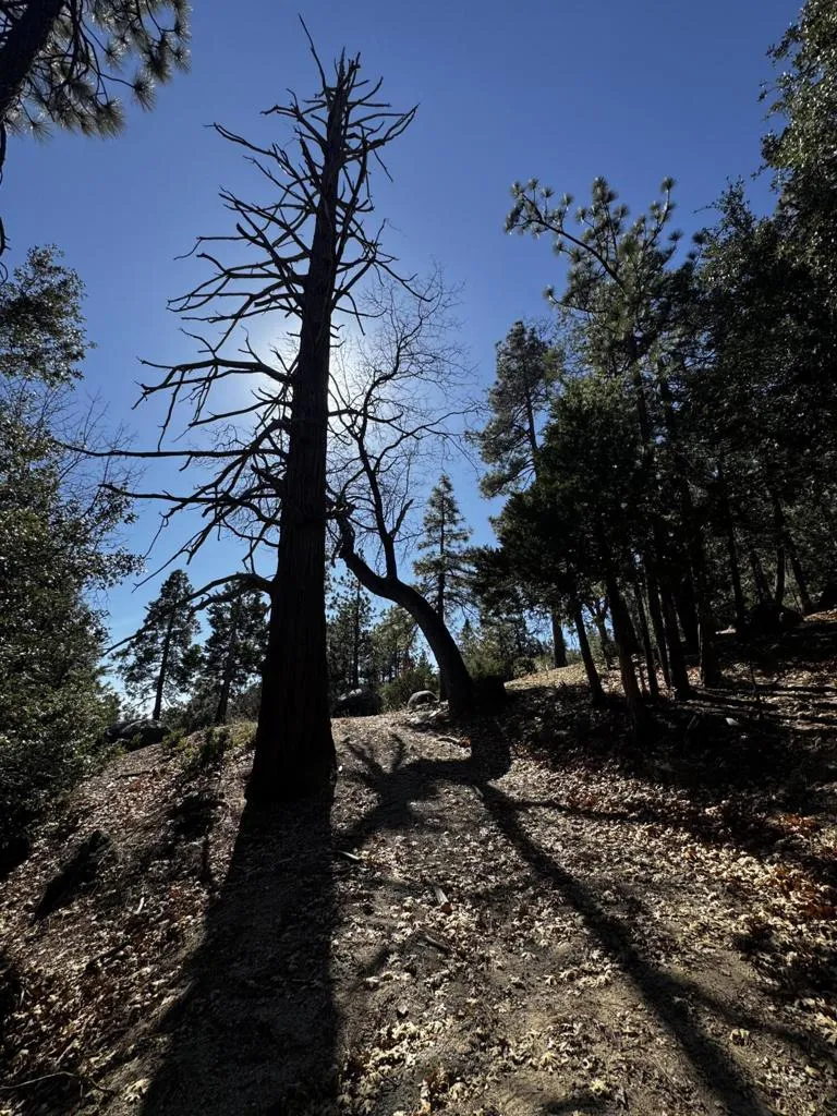 25327 Scenic View Drive Idyllwild, CA 92549