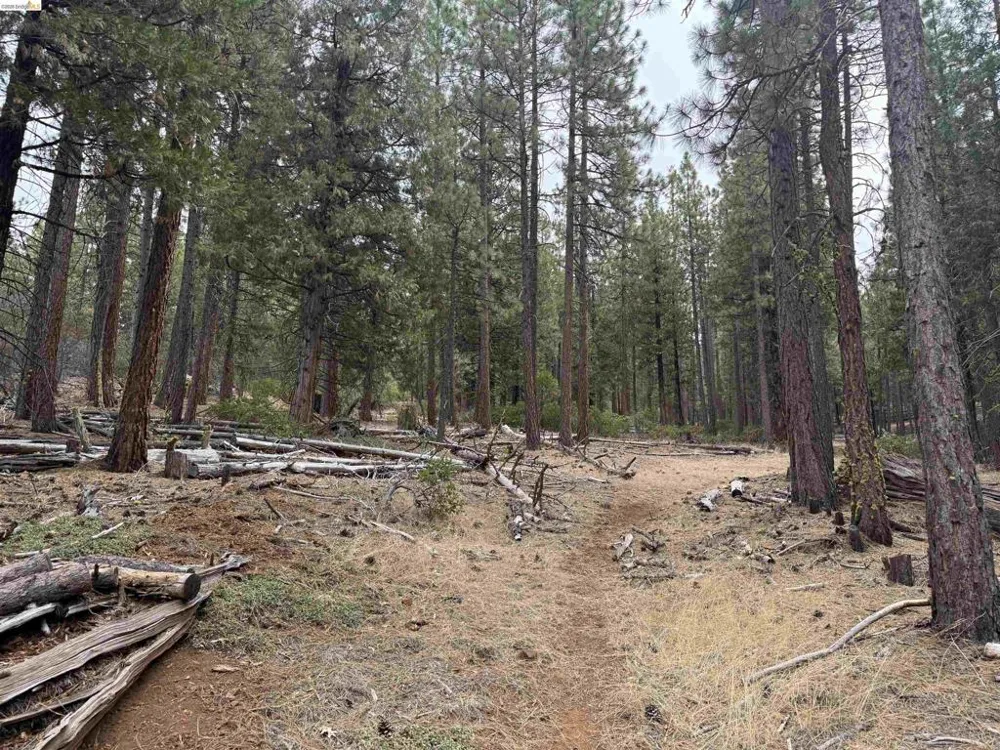 McClelland Bieber, CA 96009