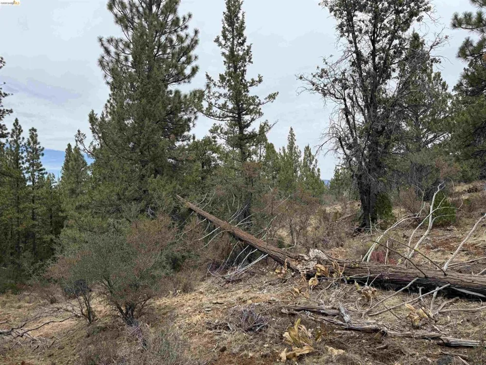 McClelland Bieber, CA 96009