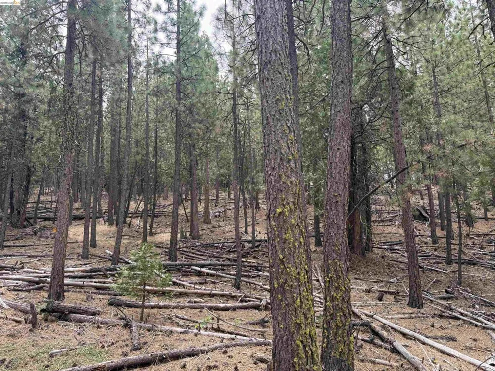McClelland Bieber, CA 96009