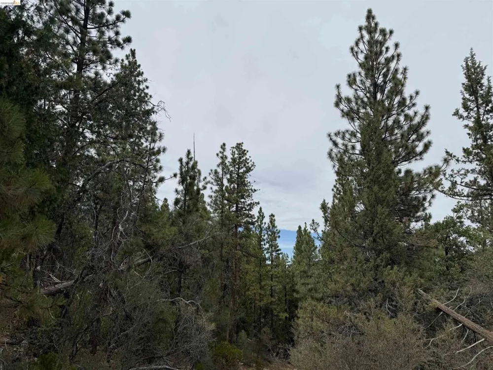 McClelland Bieber, CA 96009