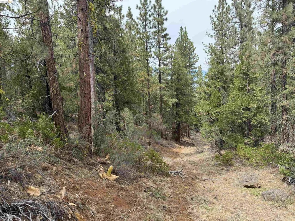 McClelland Bieber, CA 96009