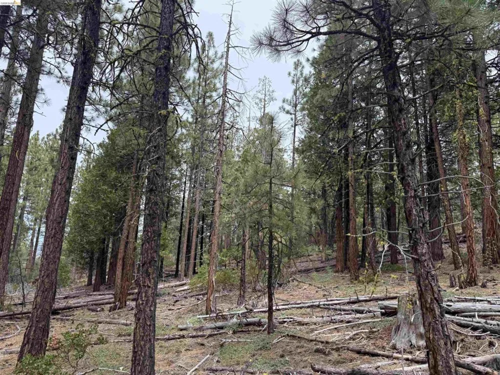 McClelland Bieber, CA 96009