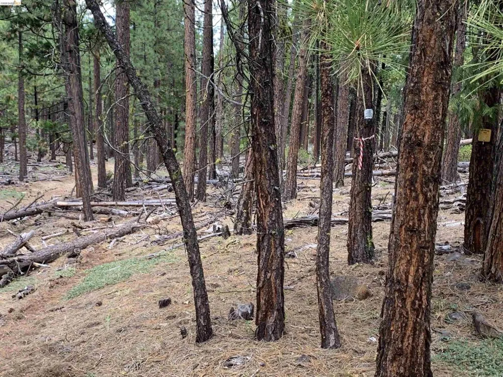 McClelland Bieber, CA 96009