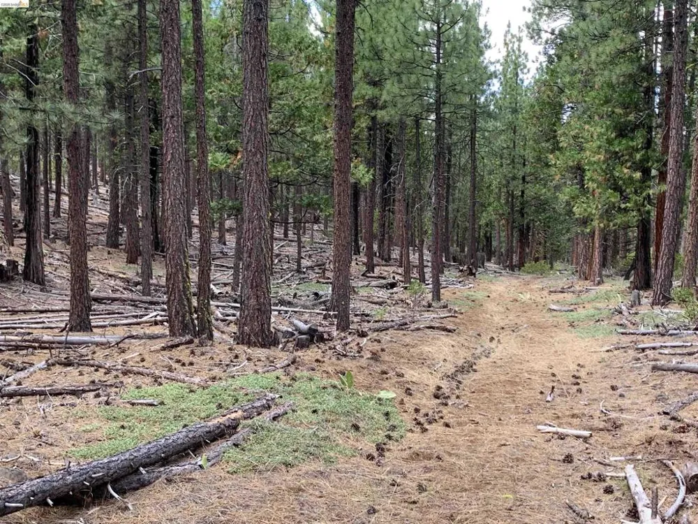 McClelland Bieber, CA 96009