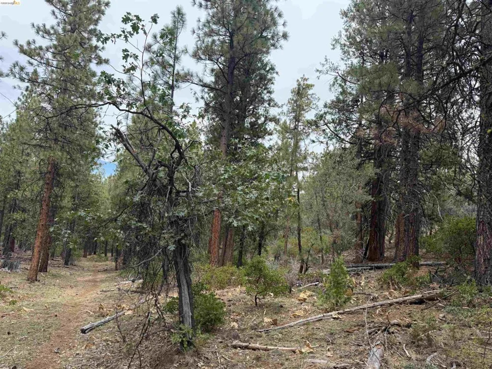 McClelland Bieber, CA 96009