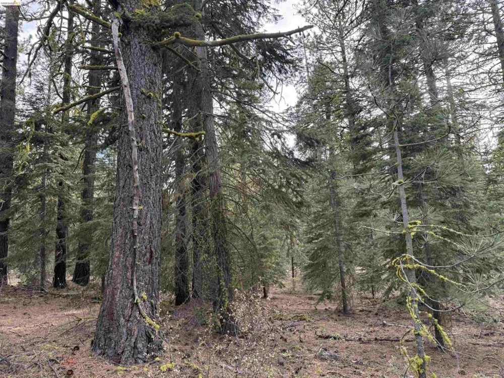West Wing Susanville, CA 96127