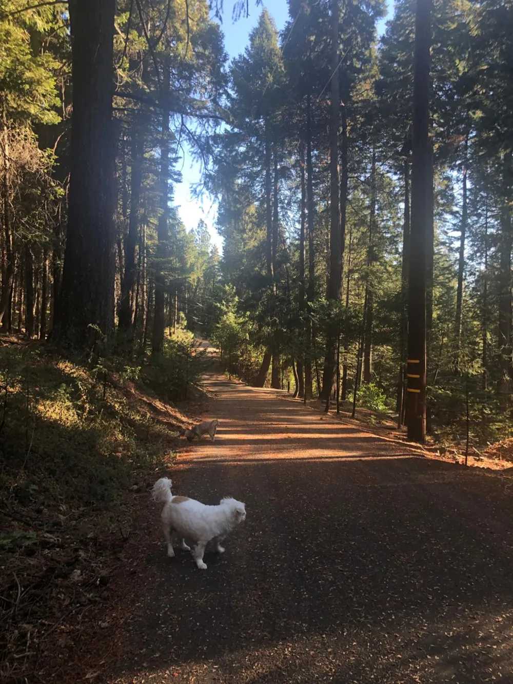 2127 Racoon Trail Pollock Pines, CA 95726