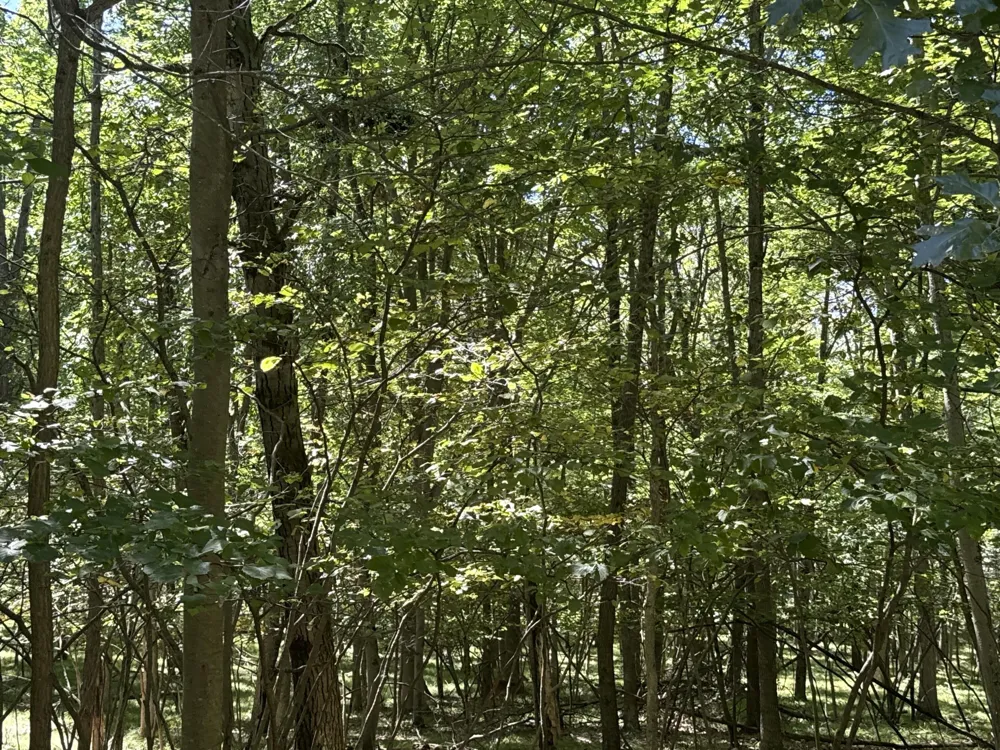 Vacant Land Bundle Stanwood, MI 49346
