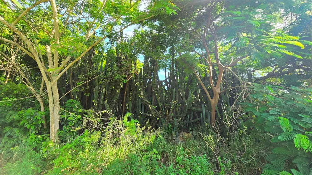 1227 MANGROVE LANE Chokoloskee, FL 34138