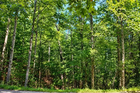 Lot 18 Wilderness Walk
