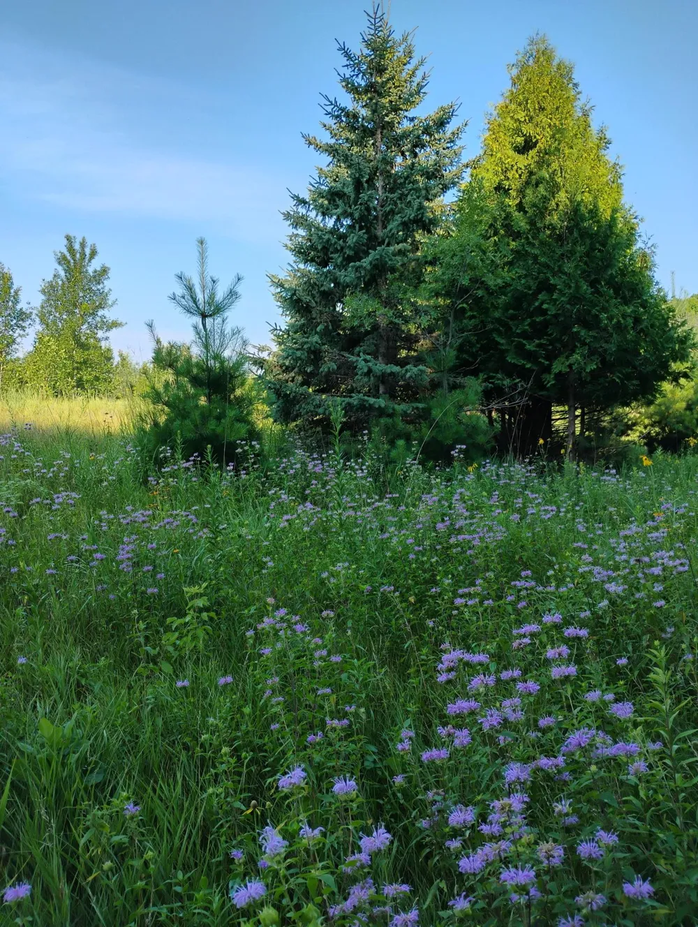 2989 140th Street E Dundas, MN 55019