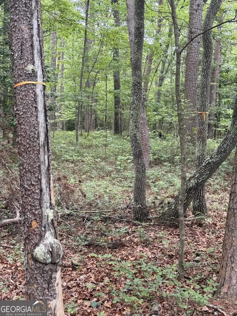 95 Black Bear TRL Cleveland, GA 30528