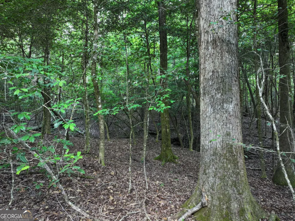 195 County Line RD Lumpkin, GA 31815