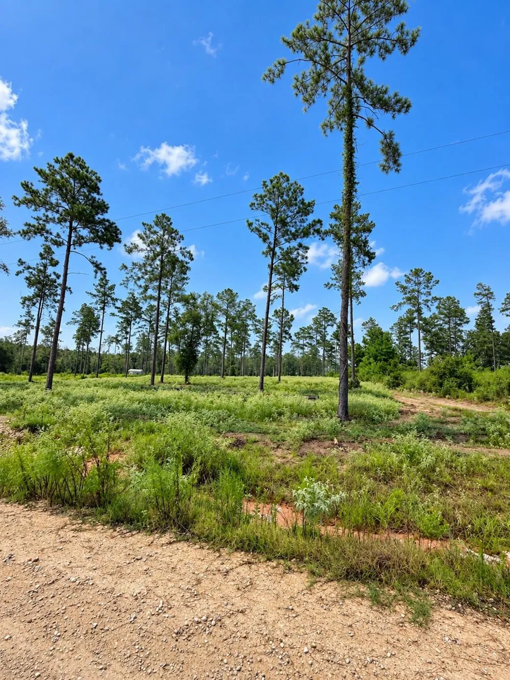 61 Reveille Road Livingston, TX 77351