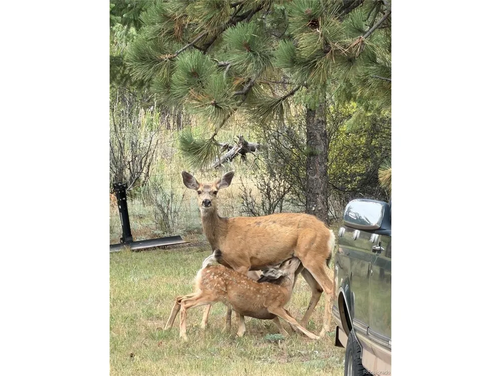 21556 Spring Creek Road Buffalo Creek, CO 80425