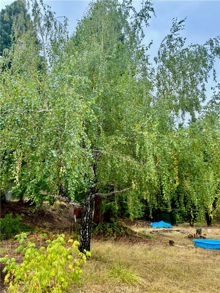 4625 Plum  Ave Mount Shasta, CA 96067