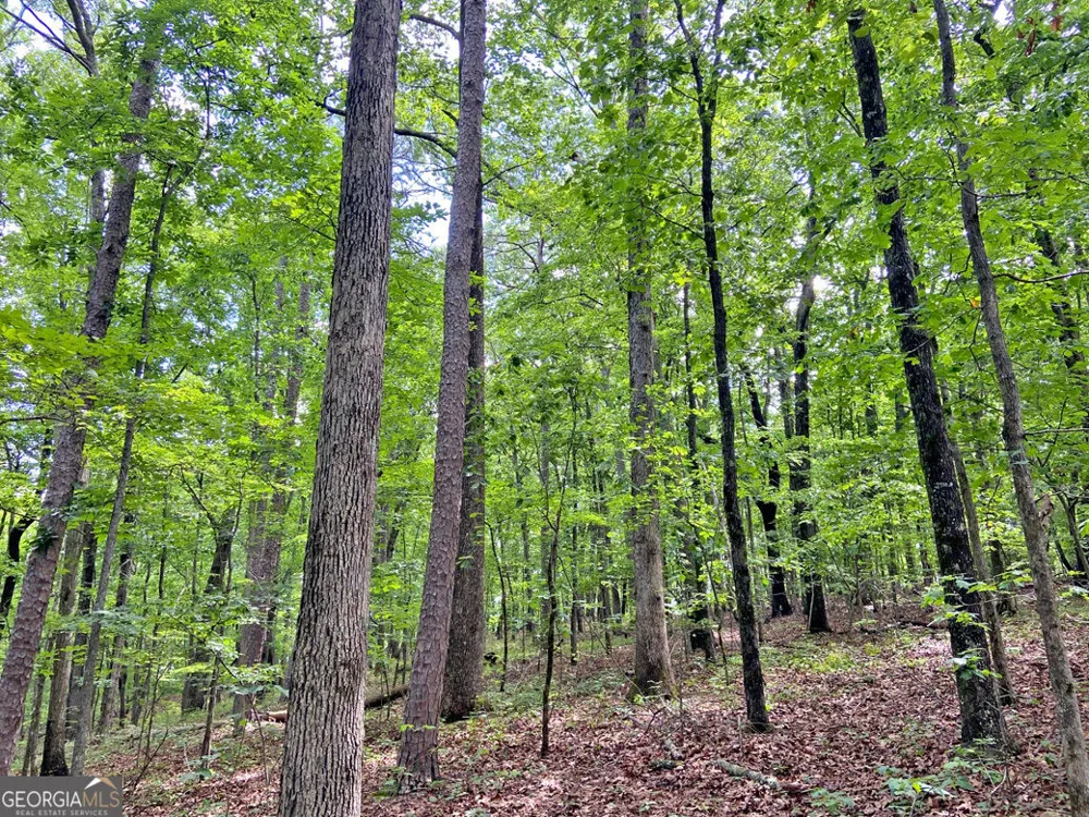 40.7AC Falling Pines Road Dahlonega, GA 30533