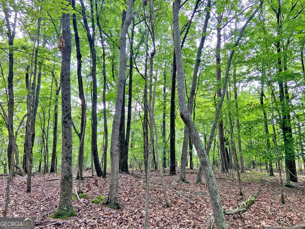 40.7AC Falling Pines Road Dahlonega, GA 30533