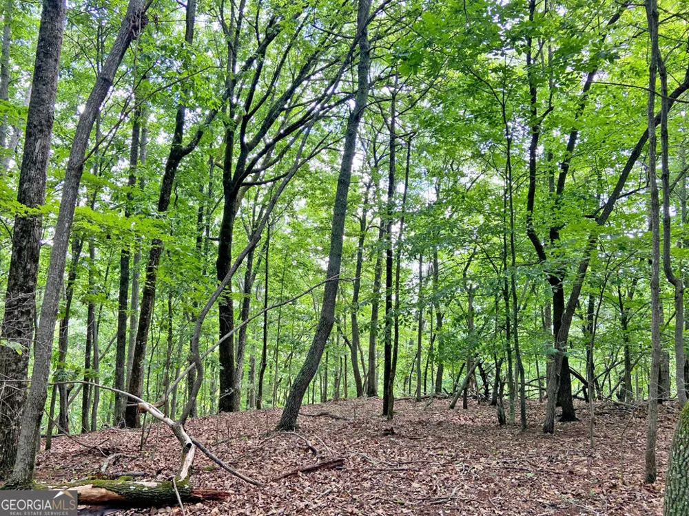 40.7AC Falling Pines Road Dahlonega, GA 30533