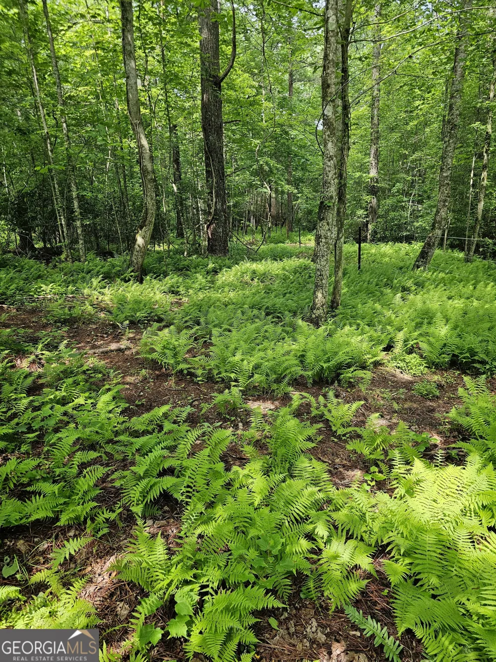 6480 Highway 52 W Dahlonega, GA 30533