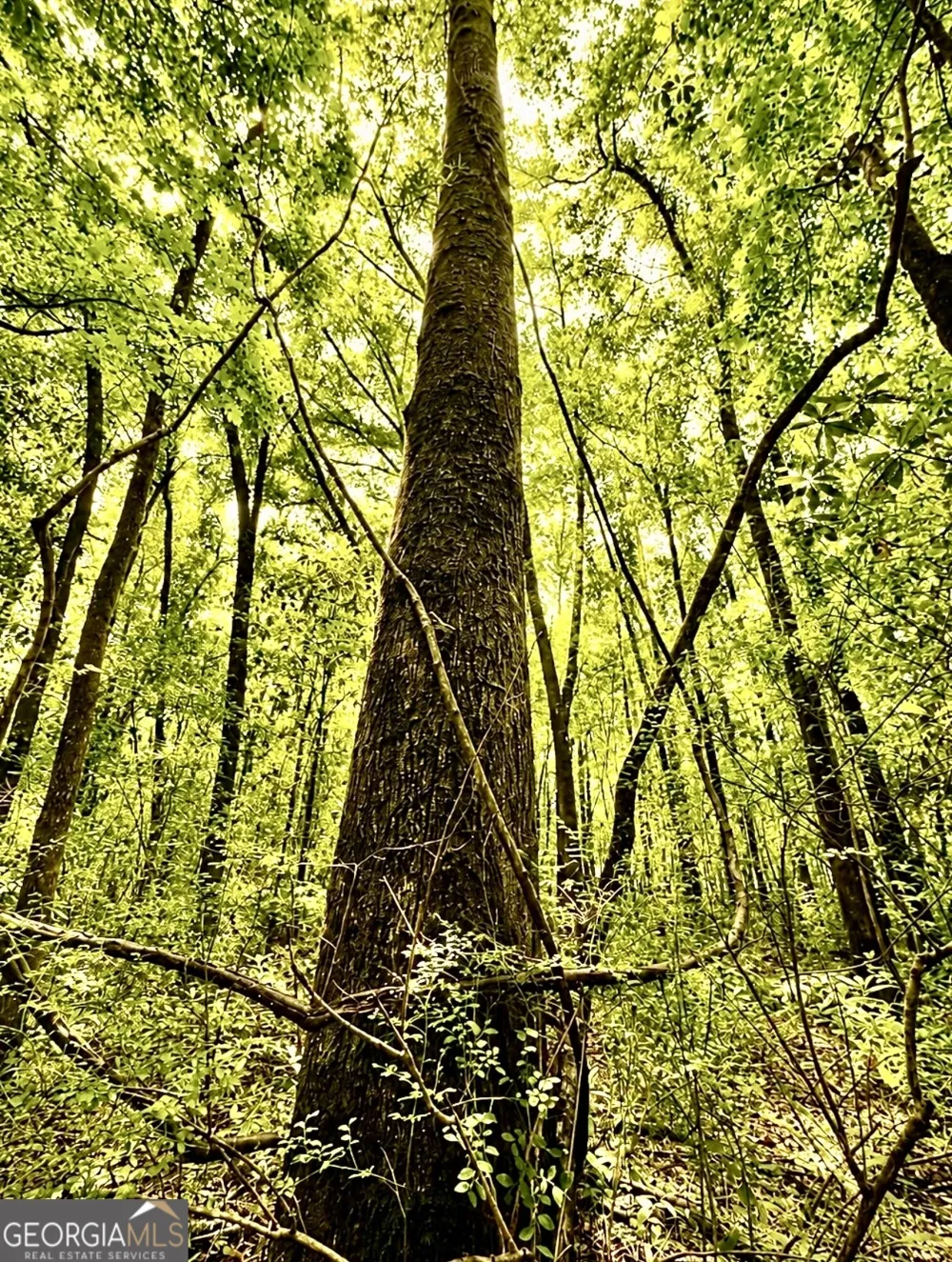 0 Rocky Creek RD Thomaston, GA 30286