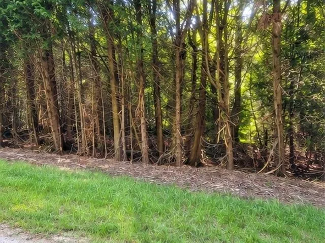 Birchwood Trail Oscoda Charter Township, MI 48750